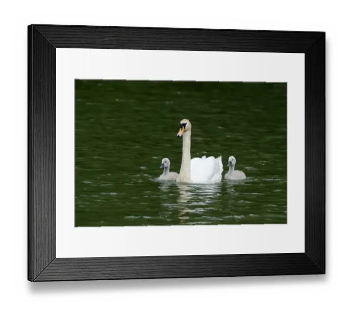 Framed Print : Mute Swan -Cygnus olor- swimming with two cygnets on Wichelsee lake, Sarnen, Switzerland, Europe