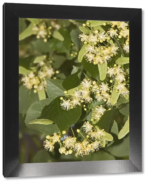 Small-leaved lime -Tilia cordata-, flowers