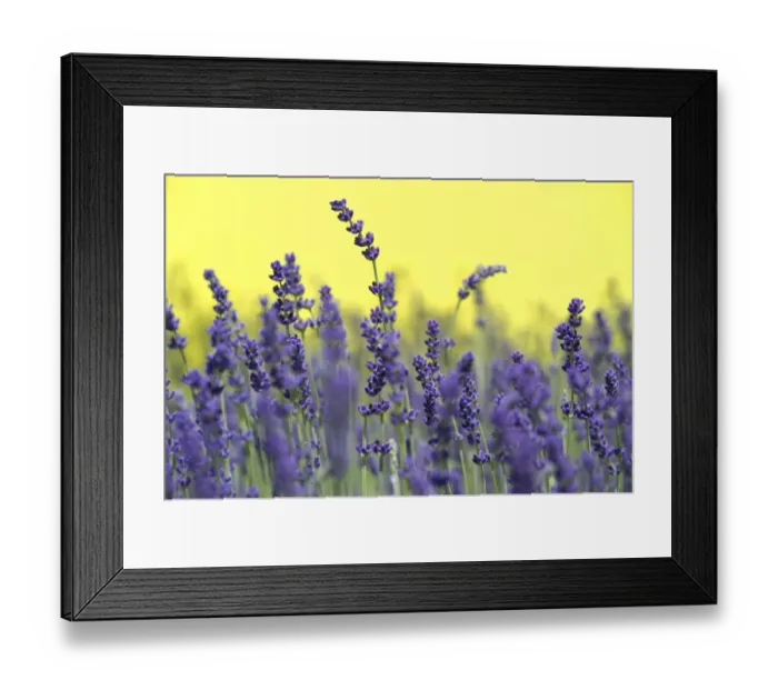 Framed Print : Lavender -Lavandula angustifolia, Syn. Lavandula officinalis, Lavandula vera- Framed Print : Lavender -Lavandula angustifolia, Syn. Lavandula officinalis, Lavandula vera-