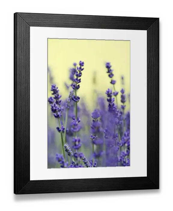 Framed Print : Lavender -Lavandula angustifolia, Syn. Lavandula officinalis, Lavandula vera- Framed Print : Lavender -Lavandula angustifolia, Syn. Lavandula officinalis, Lavandula vera-