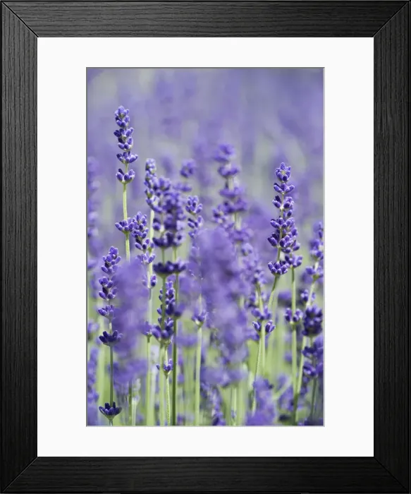 Framed Print : Lavender -Lavandula angustifolia, Syn. Lavandula officinalis, Lavandula vera- Framed Print : Lavender -Lavandula angustifolia, Syn. Lavandula officinalis, Lavandula vera-