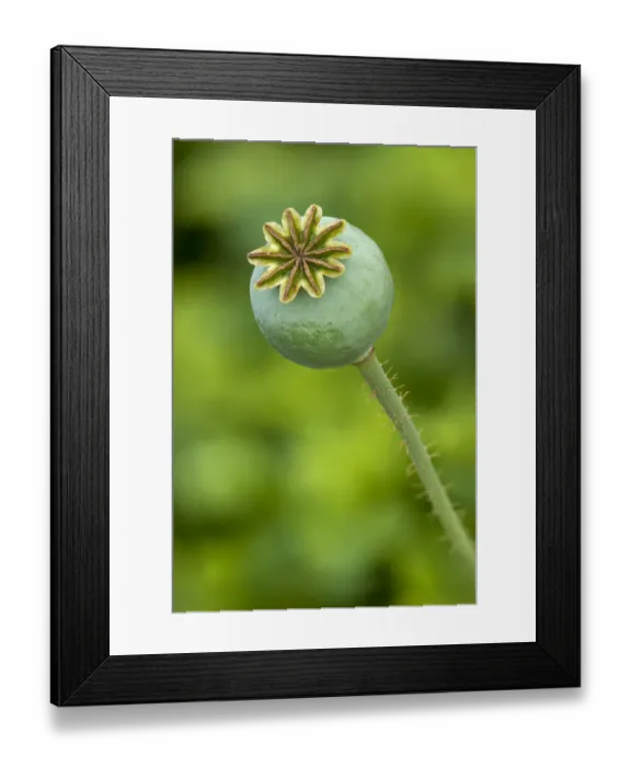 Framed Print : Seed pod of an Opium Poppy -Papaver somniferum-, Geneva, Genf, Switzerland Framed Print : Seed pod of an Opium Poppy -Papaver somniferum-, Geneva, Genf, Switzerland