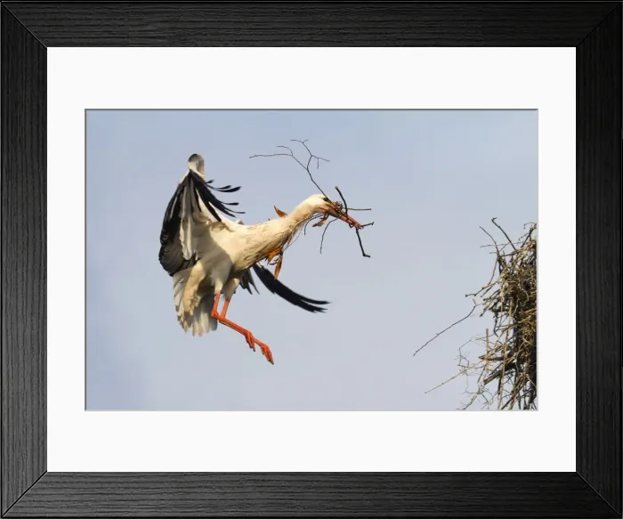 Framed Print : White Stork -Ciconia ciconia- approaching to land with nesting material, North Hesse, Hesse, Germany Framed Print : White Stork -Ciconia ciconia- approaching to land with nesting material, North Hesse, Hesse, Germany