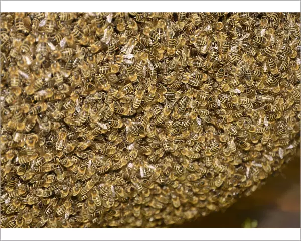 Western honey bees -Apis mellifera-, a large swarm of bees