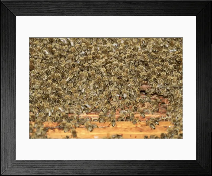 Framed Print : Western honey bees -Apis mellifera-, a large swarm of bees taking possession of a beehive Framed Print : Western honey bees -Apis mellifera-, a large swarm of bees taking possession of a beehive