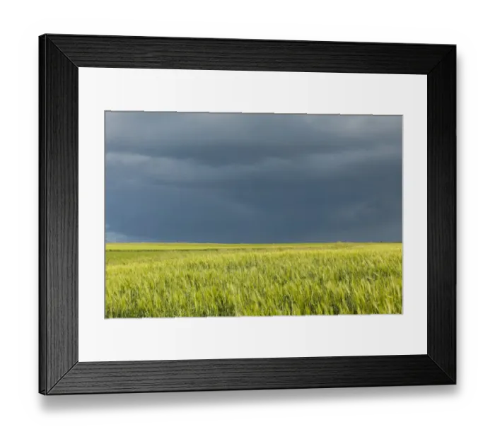 Framed Print : Barley field -Hordeum vulgare- against a dark gray sky, Thuringia, Germany Framed Print : Barley field -Hordeum vulgare- against a dark gray sky, Thuringia, Germany