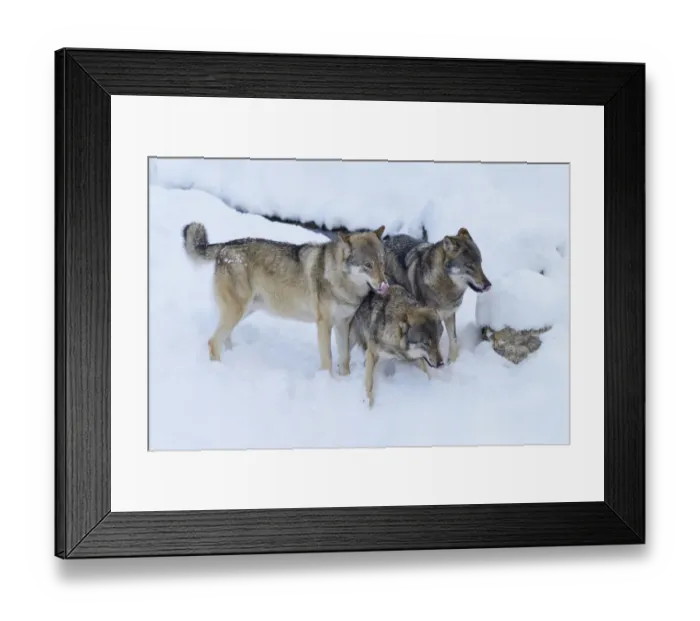 Framed Print : European Wolves -Canis lupus- in the snow, Goldau Animal Park, Canton of Schwyz, Switzerland Framed Print : European Wolves -Canis lupus- in the snow, Goldau Animal Park, Canton of Schwyz, Switzerland