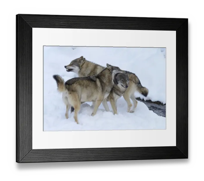 Framed Print : European Wolves -Canis lupus- in the snow, social behaviour, Goldau Animal Park, Canton of Schwyz, Switzerland Framed Print : European Wolves -Canis lupus- in the snow, social behaviour, Goldau Animal Park, Canton of Schwyz, Switzerland