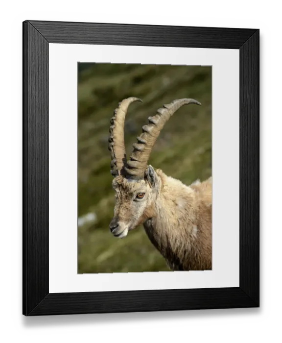 Framed Print : Apine Ibex -Capra ibex-, portrait, Mt Niederhorn, Switzerland, Europe