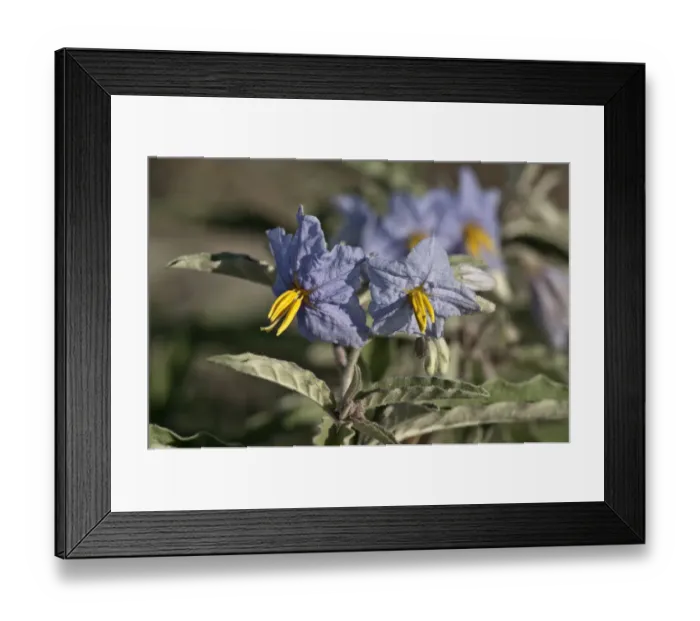 Framed Print : Silver-leaved Nightshade or Silverleaf nightshade -Solanum elaeagnifolium-, single flowers, Makrigialos, Greece, Europe Framed Print : Silver-leaved Nightshade or Silverleaf nightshade -Solanum elaeagnifolium-, single flowers, Makrigialos, Greece, Europe