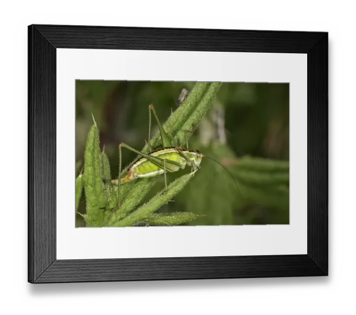 Framed Print : Katydid or Bush-cricket -Poecilimon jonicus-, female, Makrigialos, Greece, Europe