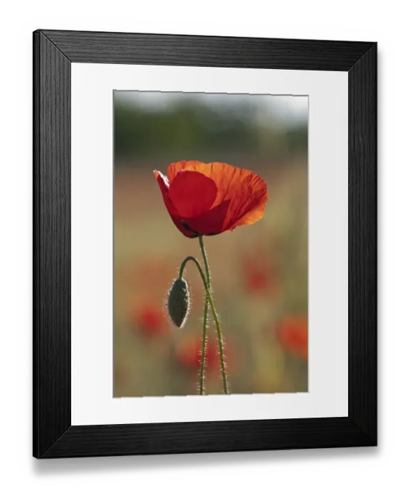 Framed Print : Red Poppies -Papaver rhoeas-, Makrigialos, Greece, Europe Framed Print : Red Poppies -Papaver rhoeas-, Makrigialos, Greece, Europe