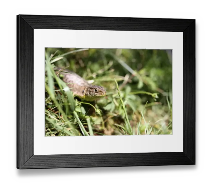 Framed Print : Sand Lizard -Lacerta agilis-, female, Burgenland, Austria, Europe Framed Print : Sand Lizard -Lacerta agilis-, female, Burgenland, Austria, Europe