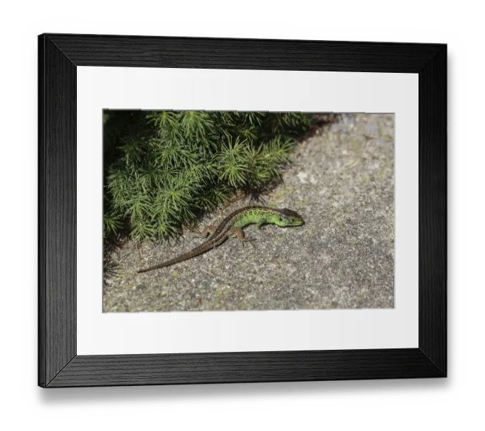 Framed Print : Sand Lizard -Lacerta agilis-, male, Burgenland, Austria, Europe Framed Print : Sand Lizard -Lacerta agilis-, male, Burgenland, Austria, Europe