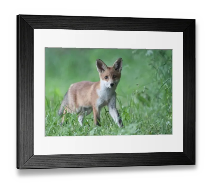 Framed Print : Red Fox -Vulpes vulpes-, pup, North Hesse, Hesse, Germany Framed Print : Red Fox -Vulpes vulpes-, pup, North Hesse, Hesse, Germany