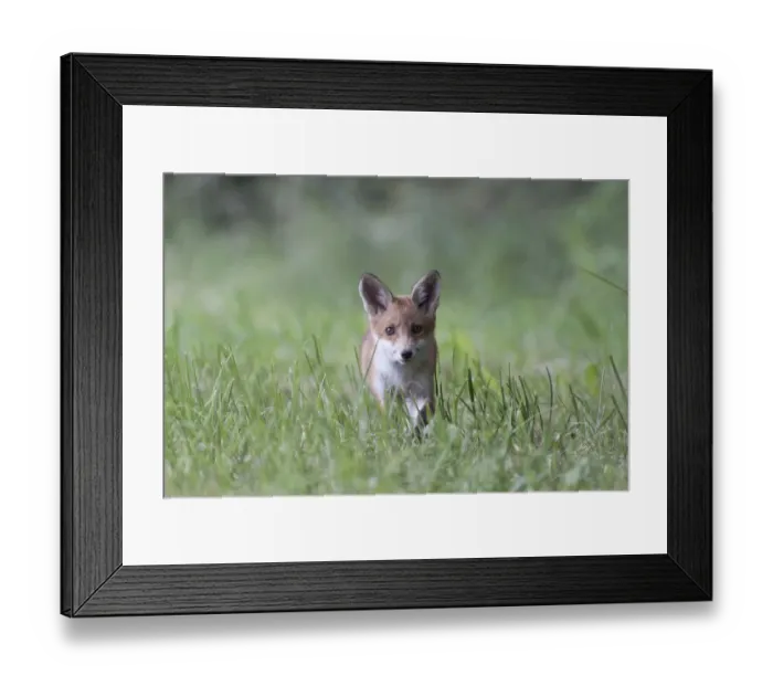 Framed Print : Red Fox -Vulpes vulpes-, pup, North Hesse, Hesse, Germany Framed Print : Red Fox -Vulpes vulpes-, pup, North Hesse, Hesse, Germany
