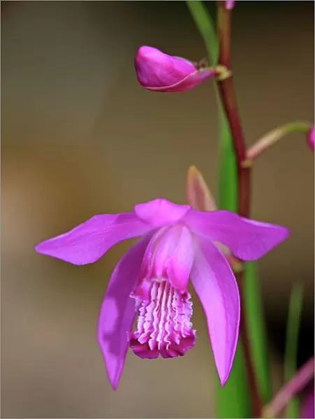 Bletilla, Hardy Orchid or Chinese Ground Orchid -Bletilla striata-, flower, Germany