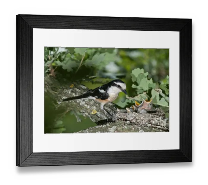 Framed Print : Masked Shrike -Lanius nubicus-, male at nest with young, Lake Kerkini region, Greece, Europe