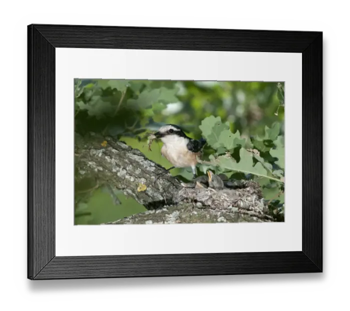 Framed Print : Masked Shrike -Lanius nubicus-, male with food for young birds, Lake Kerkini region, Greece, Europe Framed Print : Masked Shrike -Lanius nubicus-, male with food for young birds, Lake Kerkini region, Greece, Europe