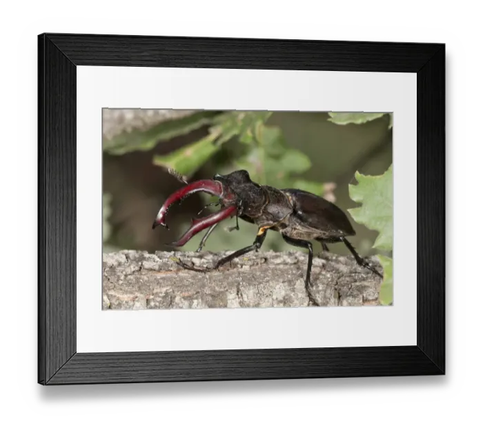 Framed Print : Stag beetle -Lucanus cervus-, male, Lake Kerkini area, Greece, Europe Framed Print : Stag beetle -Lucanus cervus-, male, Lake Kerkini area, Greece, Europe