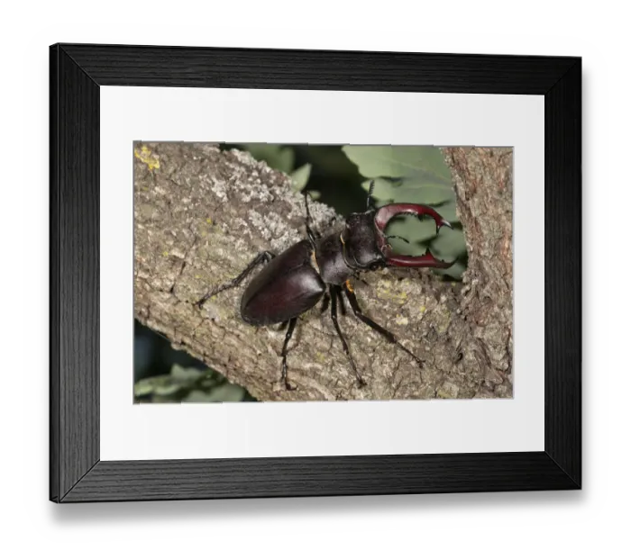 Framed Print : Stag beetle -Lucanus cervus-, male, Lake Kerkini region, Greece, Europe