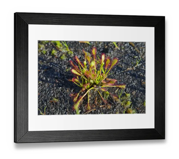 Framed Print : Oblong-leaved sundew, spoonleaf sundew -Drosera intermedia- on waterlogged peat soil Framed Print : Oblong-leaved sundew, spoonleaf sundew -Drosera intermedia- on waterlogged peat soil