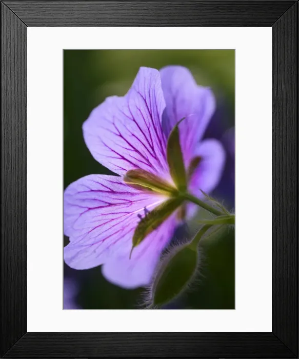Framed Print : Meadow cranesbill -Geranium pratense-, blossom Framed Print : Meadow cranesbill -Geranium pratense-, blossom