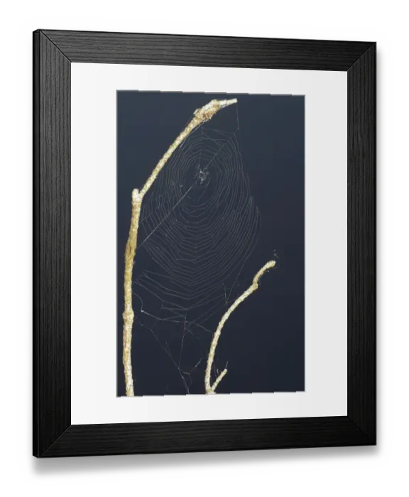 Framed Print : Net of an orb-weaving spider Framed Print : Net of an orb-weaving spider