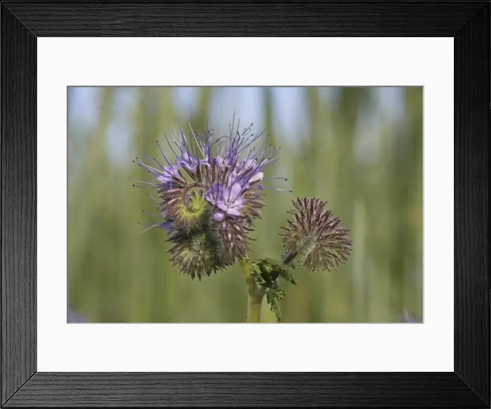 Framed Print : Phacelia, Scorpionweed or Heliotrope -Phacelia sp. -, Baden-Wuerttemberg, Germany, Europe Framed Print : Phacelia, Scorpionweed or Heliotrope -Phacelia sp. -, Baden-Wuerttemberg, Germany, Europe