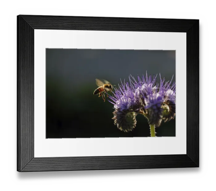 Framed Print : Bee -Apis sp. -, on a purple flower, Phacelia, Scorpionweed or Heliotrope -Phacelia sp. -, Baden-Wuerttemberg, Germany, Europe Framed Print : Bee -Apis sp. -, on a purple flower, Phacelia, Scorpionweed or Heliotrope -Phacelia sp. -, Baden-Wuerttemberg, Germany, Europe