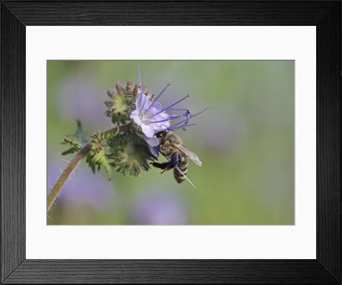Framed Print : Bee -Apis sp. -, on a purple flower, Phacelia, Scorpionweed or Heliotrope -Phacelia sp. -, Baden-Wuerttemberg, Germany, Europe