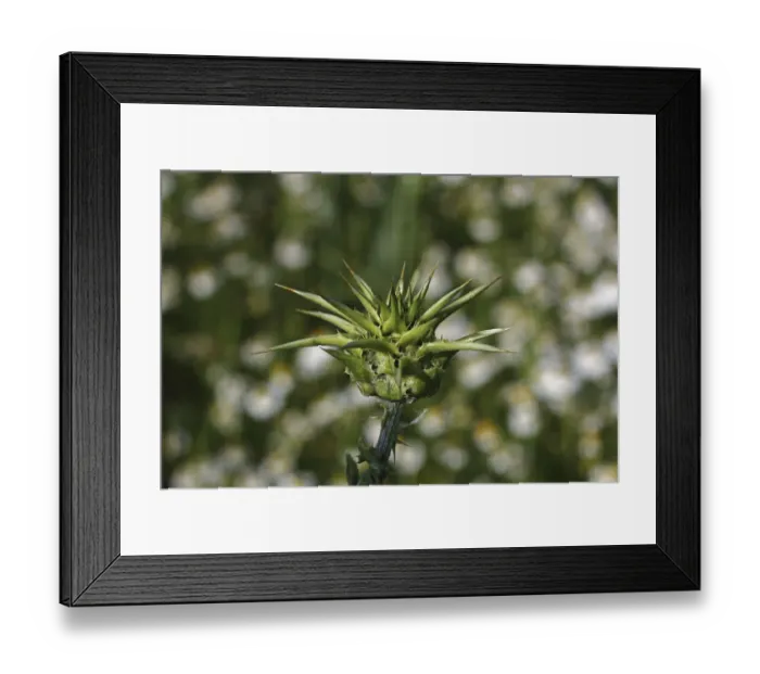 Framed Print : Milk Thistle -Silybum marianum or Carduus marianus-, bud, Baden-Wuerttemberg, Germany, Europe Framed Print : Milk Thistle -Silybum marianum or Carduus marianus-, bud, Baden-Wuerttemberg, Germany, Europe