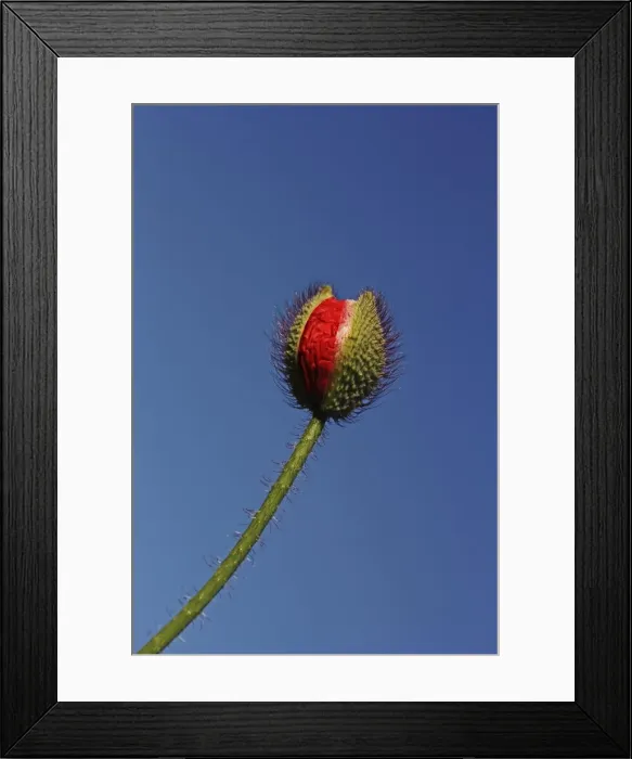 Framed Print : Emerging poppy bud -Papaver sp. - Framed Print : Emerging poppy bud -Papaver sp. -