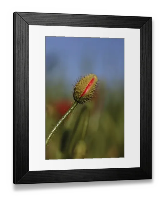Framed Print : Bud of a poppy -Papaver sp. -