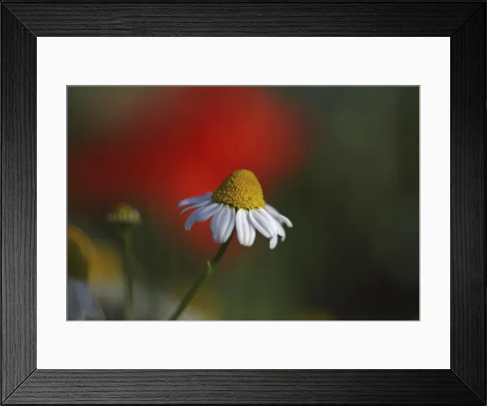 Framed Print : Chamomile flowers -Matricaria chamomilla or Matricaria recutita- Framed Print : Chamomile flowers -Matricaria chamomilla or Matricaria recutita-