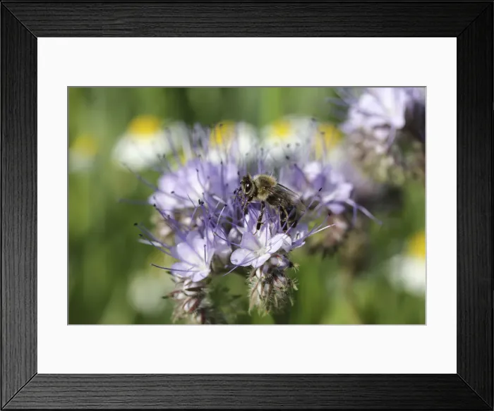 Framed Print : Honey been -Apis sp. - in search of food, purple flower, Phacelia, Scorpionweed or Heliotrope -Phacelia sp. - Framed Print : Honey been -Apis sp. - in search of food, purple flower, Phacelia, Scorpionweed or Heliotrope -Phacelia sp. -