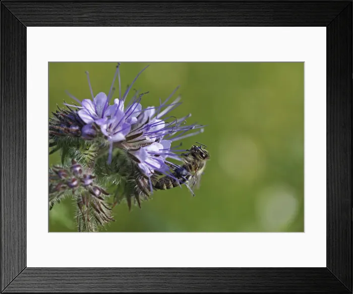 Framed Print : Honey bee -Apis sp. -, clinging onto the purple flower, Phacelia, Scorpionweed or Heliotrope -Phacelia sp. - Framed Print : Honey bee -Apis sp. -, clinging onto the purple flower, Phacelia, Scorpionweed or Heliotrope -Phacelia sp. -