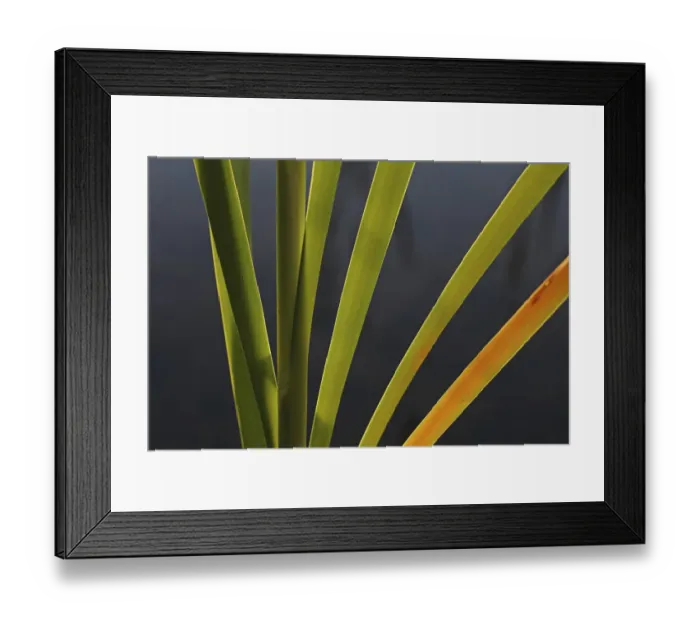 Framed Print : Reeds -Phragmites sp. -, contre jour, backlit, Baden-Wuerttemberg, Germany, Europe Framed Print : Reeds -Phragmites sp. -, contre jour, backlit, Baden-Wuerttemberg, Germany, Europe