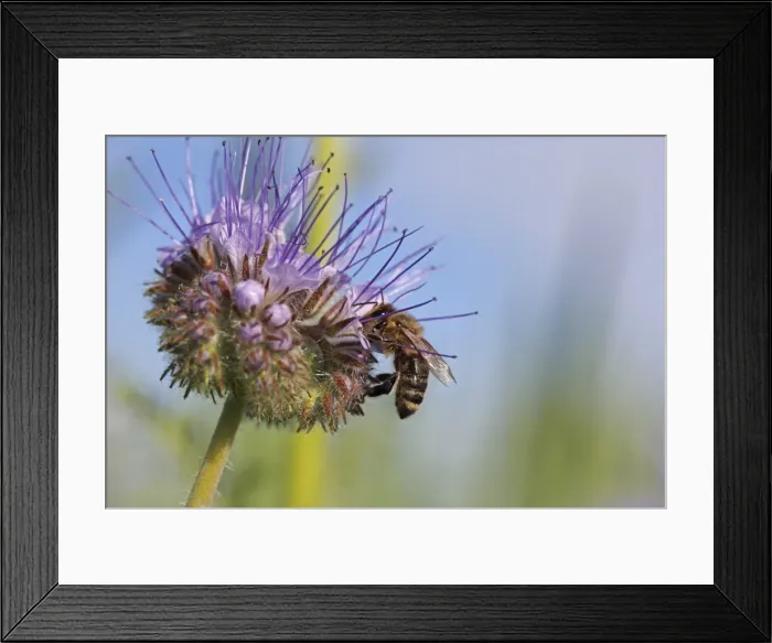 Framed Print : Honey bee -Apis sp. -, on a purple flower, Phacelia, Scorpionweed or Heliotrope -Phacelia sp. -, Baden-Wuerttemberg, Germany, Europe Framed Print : Honey bee -Apis sp. -, on a purple flower, Phacelia, Scorpionweed or Heliotrope -Phacelia sp. -, Baden-Wuerttemberg, Germany, Europe