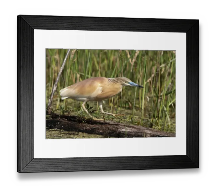 Framed Print : Squacco Heron -Ardeola ralloides-, foraging, Lake Kerkini, Greece, Europe