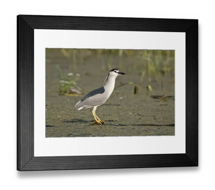 Framed Print : Night Heron -Nycticorax nycticorax-, Lake Kerkini, Greece, Europe Framed Print : Night Heron -Nycticorax nycticorax-, Lake Kerkini, Greece, Europe
