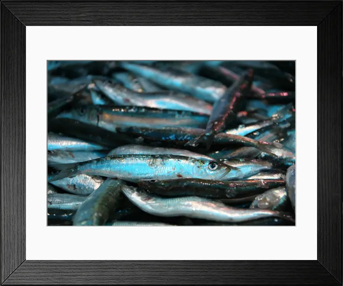 Framed Print : Fish on a market, French Riviera, France, Europe Framed Print : Fish on a market, French Riviera, France, Europe