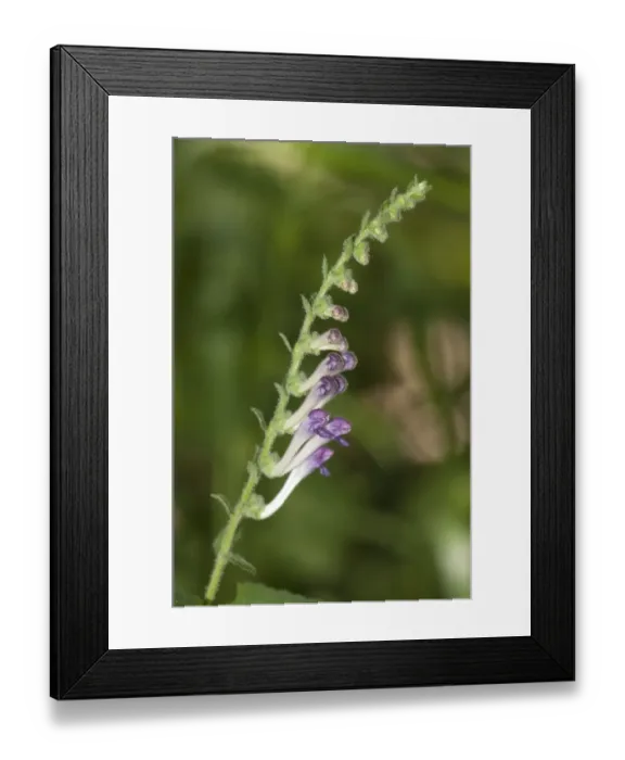 Framed Print : Skullcaps -Scutellaria columnae-, Lake Kerkini region, Greece, Europe