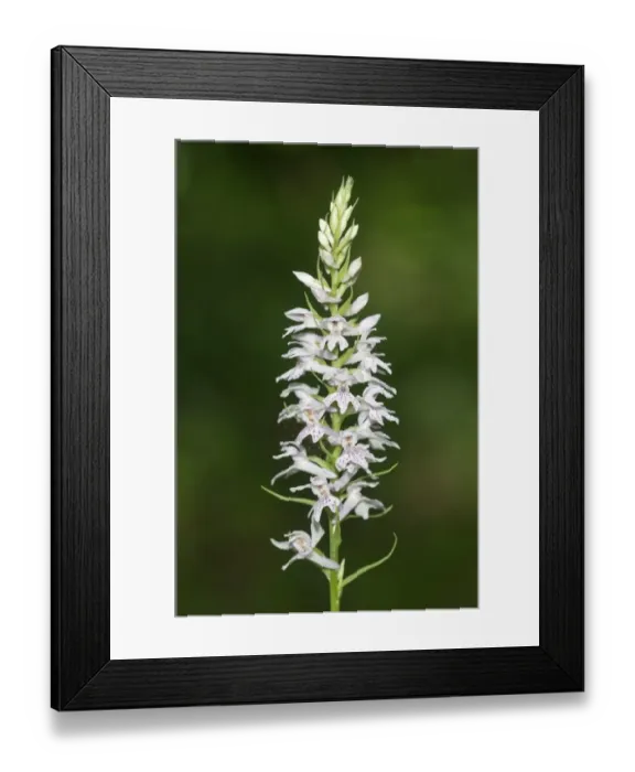Framed Print : Wild Orchid -Dactylorhiza saccifera-, Lake Kerkini area, Greece, Europe Framed Print : Wild Orchid -Dactylorhiza saccifera-, Lake Kerkini area, Greece, Europe