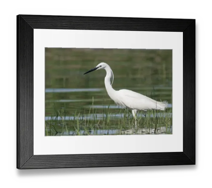 Framed Print : Little Egret -Egretta garzetta-, foraging, Lake Kerkini, Greece, Europe Framed Print : Little Egret -Egretta garzetta-, foraging, Lake Kerkini, Greece, Europe