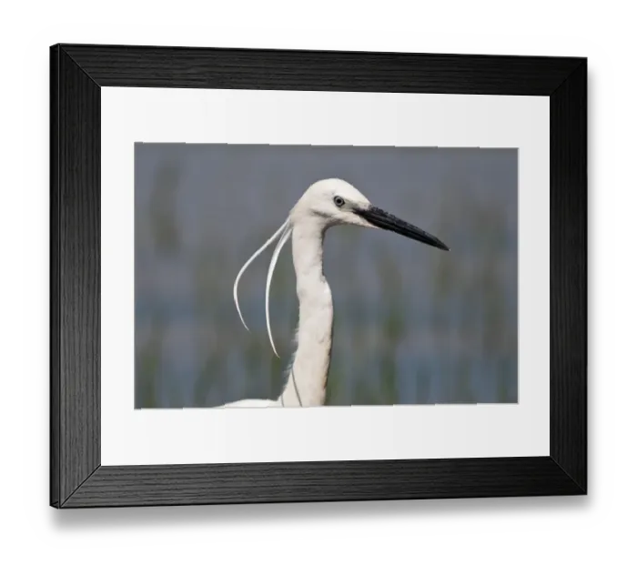 Framed Print : Little Egret -Egretta garzetta-, portrait, Lake Kerkini, Greece, Europe Framed Print : Little Egret -Egretta garzetta-, portrait, Lake Kerkini, Greece, Europe