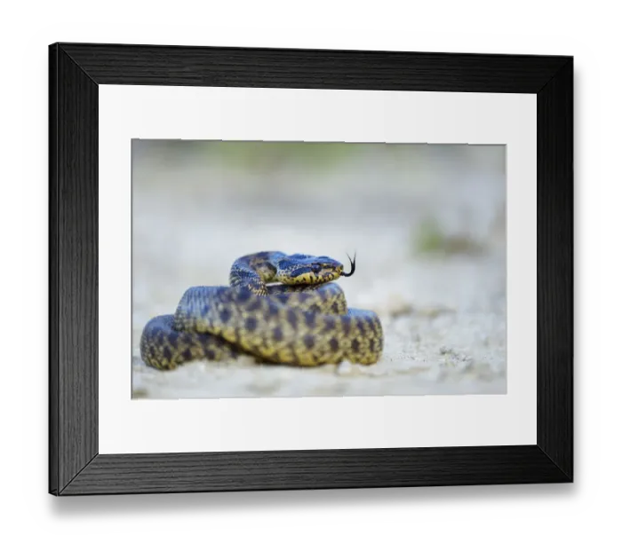 Framed Print : Blotched Snake -Elaphe sauromates-, darting its tongue, Pleven region, Bulgaria Framed Print : Blotched Snake -Elaphe sauromates-, darting its tongue, Pleven region, Bulgaria