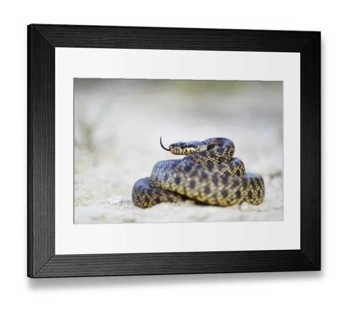 Framed Print : Blotched Snake -Elaphe sauromates-, darting its tongue, Pleven region, Bulgaria Framed Print : Blotched Snake -Elaphe sauromates-, darting its tongue, Pleven region, Bulgaria