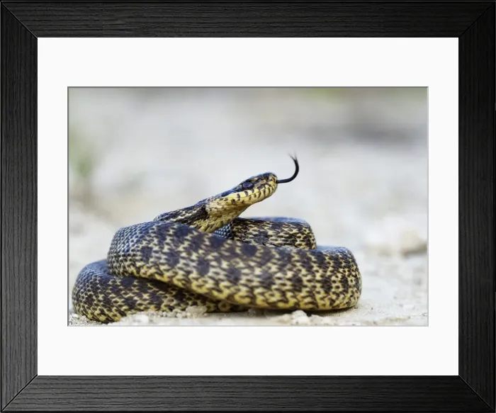 Framed Print : Blotched Snake -Elaphe sauromates-, darting its tongue, Pleven region, Bulgaria Framed Print : Blotched Snake -Elaphe sauromates-, darting its tongue, Pleven region, Bulgaria