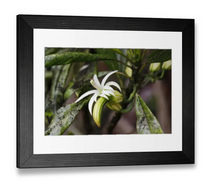 Framed Print : Oha Wai -Clermontia lindseyana-, rare plant, Volcanoes National Park, Big Island of Hawaii, USA Framed Print : Oha Wai -Clermontia lindseyana-, rare plant, Volcanoes National Park, Big Island of Hawaii, USA